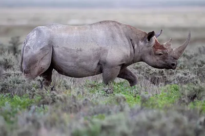 Black Rhinoceros