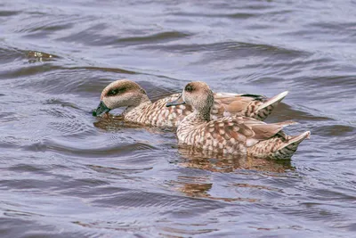 Ichkeul — Tatlı ile Tuz Arasında Nefes Alan Göl