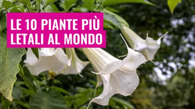 Le 10 piante più letali al mondo
