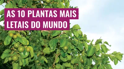 As 10 plantas mais letais do mundo
