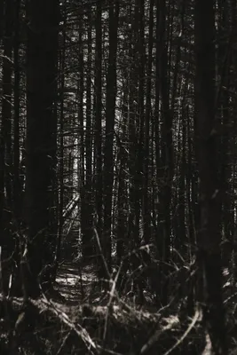 Floresta Ballyboley, Irlanda do Norte