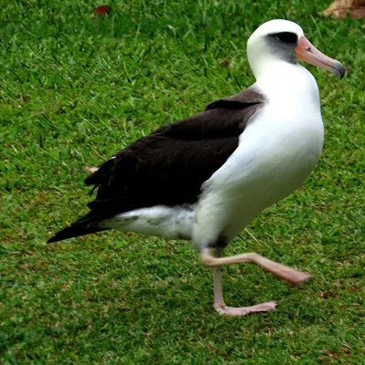 Albatros lejański: miłość testowana wiatrem