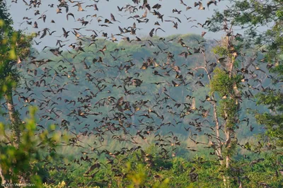 La migration des chauves-souris de Kasanka, Zambie