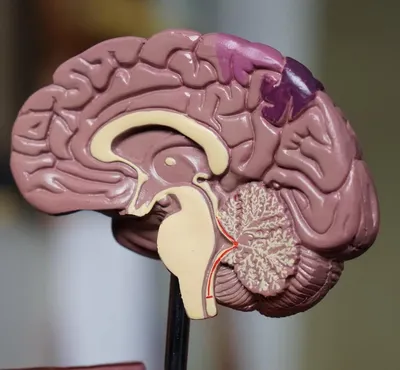 Beyin Sadece Oksijen Almazsa 5 ila 6 Dakika Hayatta Kalabilir