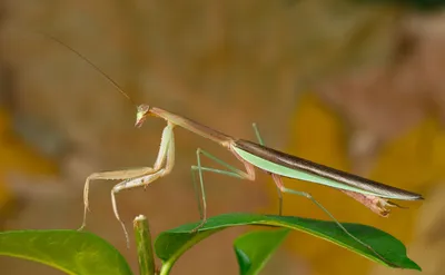 Modliszki: randka przy kolacji z zastrzeżeniami
