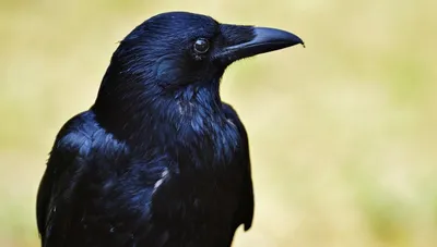 Kuzgunlar Yüzleri Hatırlar