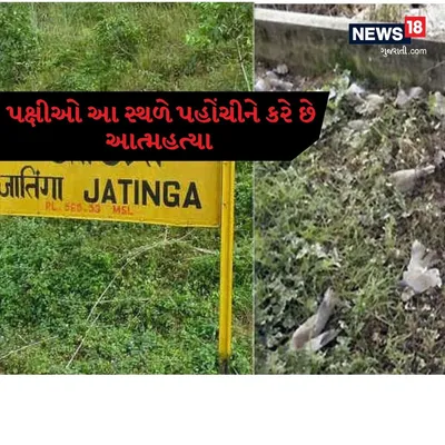 Ponto de Suicídio de Pássaros Jatinga, Índia