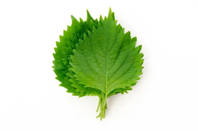 Shiso