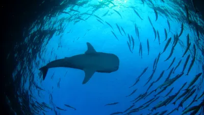 Los textos del tiburón crudo
