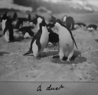 Pingwiny adeli: ocenzurowane pamiętniki