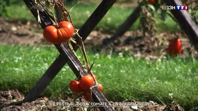 Le Festival de la Tomate