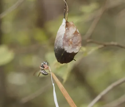 Hachinoko i hebo (larwy os)
