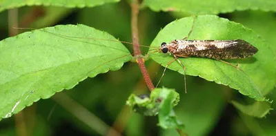 Zazamushi (owady rzeczne)