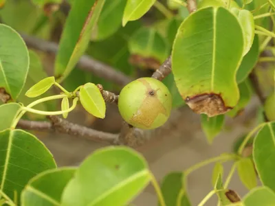 Manchineel