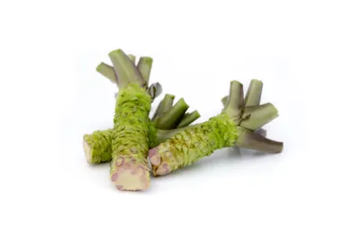 Korzeń wasabi