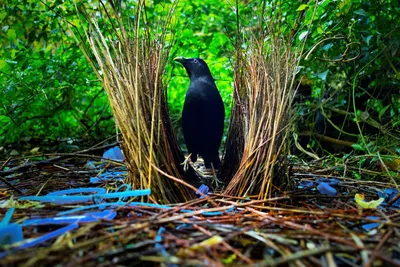 Budownicze altanek (bowerbirds): spory świata sztuki w lesie