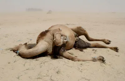Camel Naming Ceremonies in Qatar