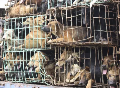 Köpekler Karanlık Sonra Havlayamaz