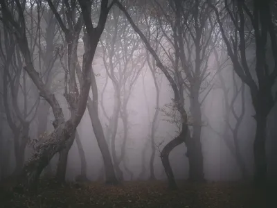 Floresta Hoia Baciu, Romênia