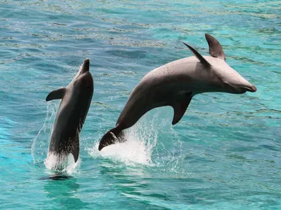 Delfiny butlonose: sojusze z korzyściami