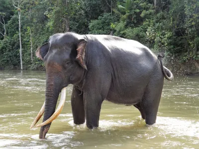 Elefante di Sumatra