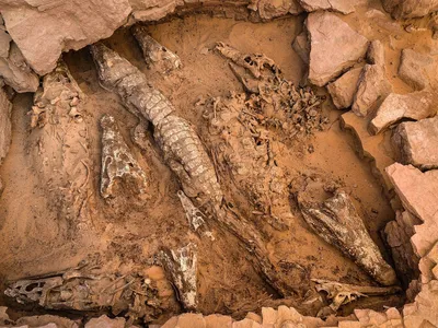 Les crocodiles de la grotte d'Abanda, Gabon