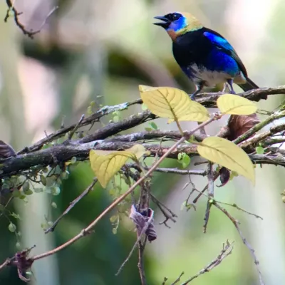 Jacany: królowe z ojcami-opiekunami