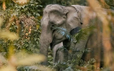 Магниты для браконьеров, которые защищают дикую природу