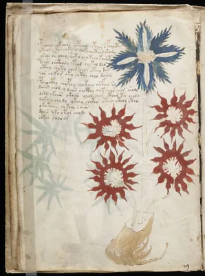 Voynich El Yazması