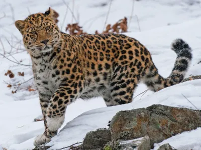 Leopardo dell'Amur