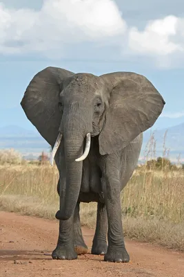 African Elephant