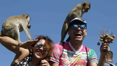 Festiwal Bufetu dla Małp, Tajlandia