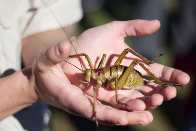 Gigante Weta