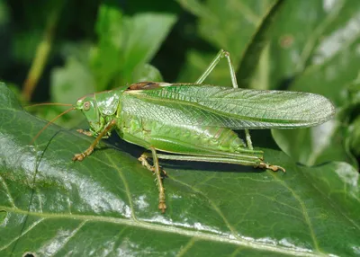 Katydid Cornuto