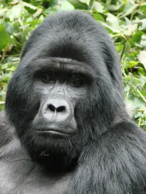 Mountain Gorilla