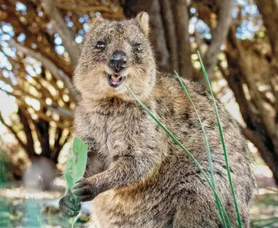 Quokka