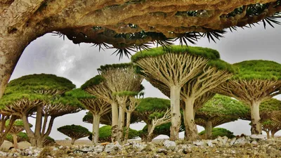 Wyspa Socotra, Ocean Indyjski