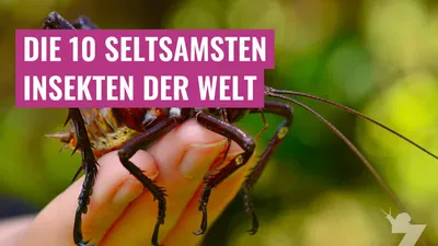 Die 10 seltsamsten Insekten der Welt
