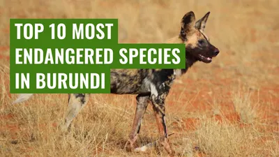 Top 10 Most Endangered Species in Burundi
