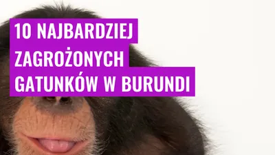 10 najbardziej zagrożonych gatunków w Burundi
