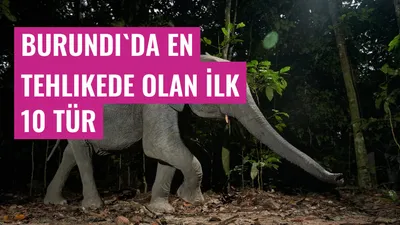 Burundi'da En Tehlikede Olan İlk 10 Tür
