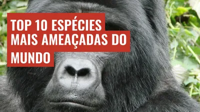 Top 10 Espécies Mais Ameaçadas do Mundo
