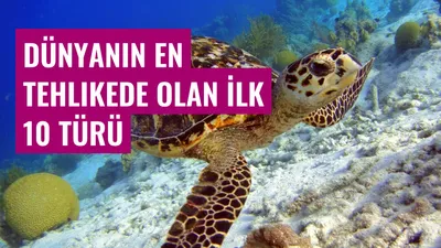 Dünyanın En Tehlikede Olan İlk 10 Türü
