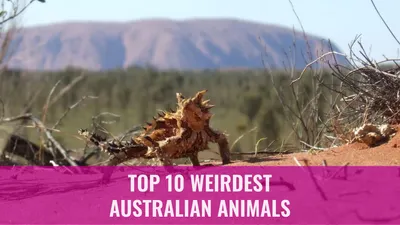 Top 10 Weirdest Australian Animals
