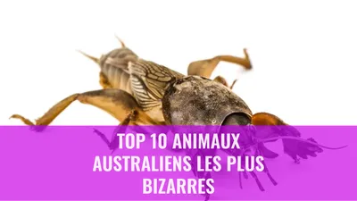 Top 10 Animaux Australiens Les Plus Bizarres
