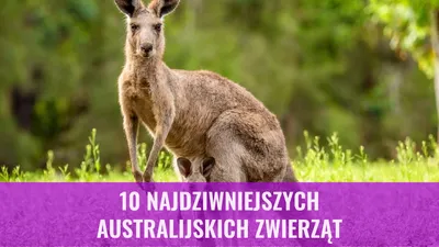 10 Najdziwniejszych australijskich zwierząt
