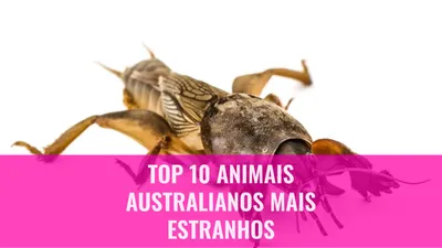 Top 10 Animais Australianos Mais Estranhos
