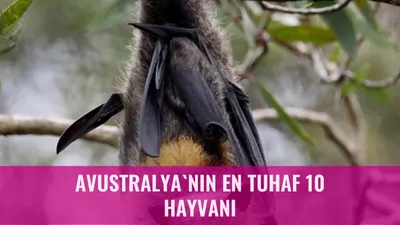 Avustralya'nın En Tuhaf 10 Hayvanı
