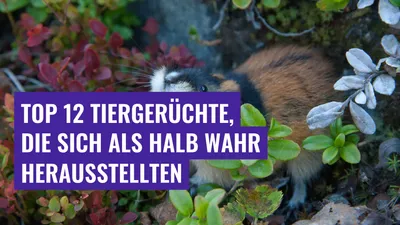 Top 12 Tiergerüchte, die sich als halb wahr herausstellten
