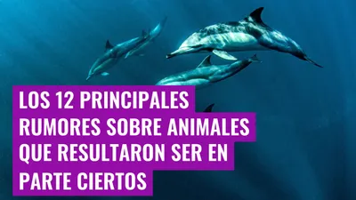Los 12 principales rumores sobre animales que resultaron ser en parte ciertos
